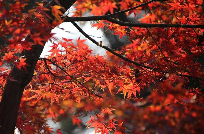 장쑤난퉁: 랑산 단풍잎이 각별히 아름다워