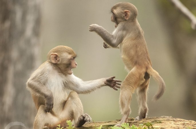 원숭이 해, 재미있고 귀여운 원숭이들의 일상 생활 이모저모