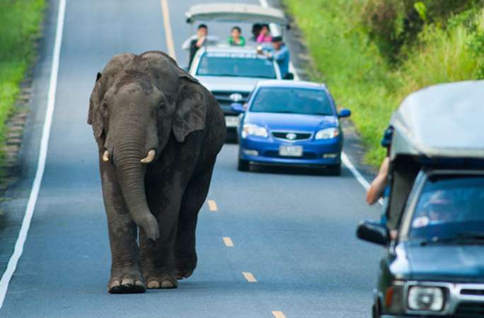 태국 코끼리 도로서 산책...교통이 끊기어