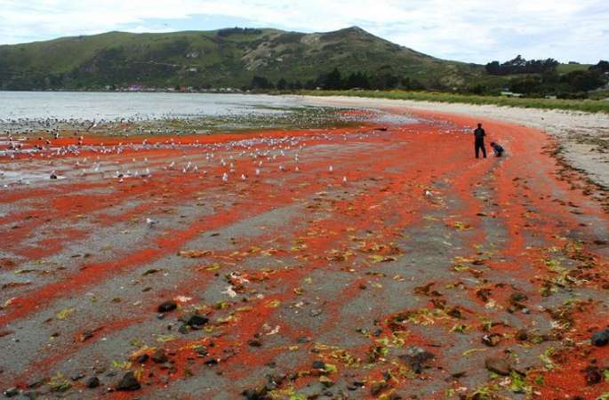 뉴질랜드 가재들이 해안을 붉게 물들여