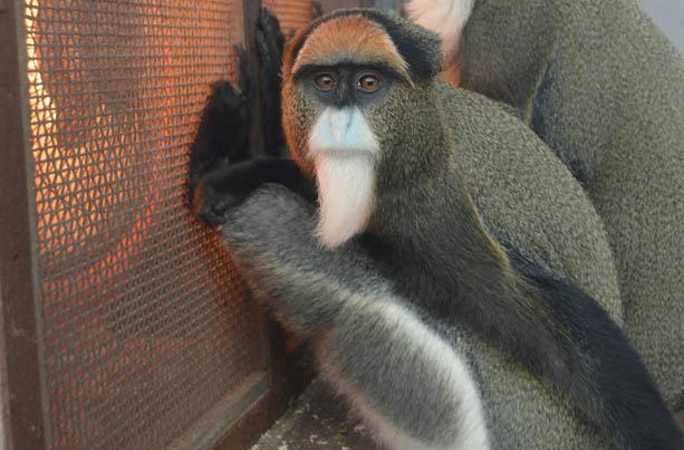 한파기습, 청두 동물원 동물들 몸을 따뜻이 하는 귀여운 자세