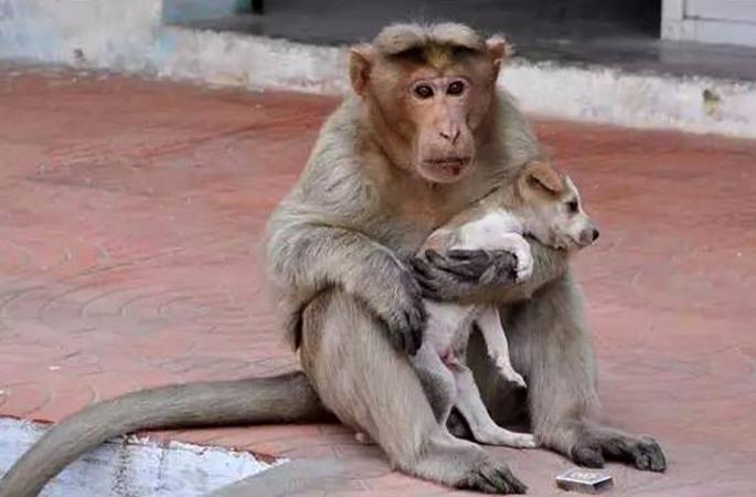 인도 원숭이 주인없는 강아지 입양해 세계를 감동