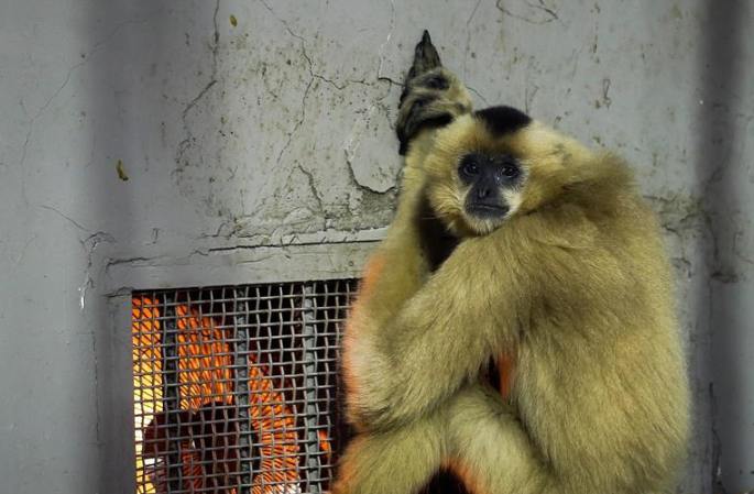 한파 기습, 청두 동물원 동물들이 따뜻하게 겨울을 지내