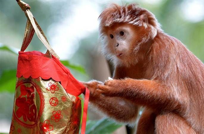 싱가포르 동물원, 즐겁게 원숭이 해를 맞이해
