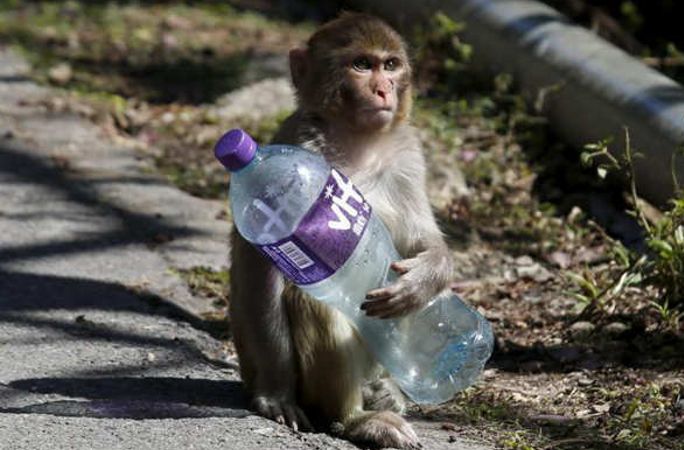 홍콩 공원서 일광욕하는 ‘천하태평’ 원숭이떼