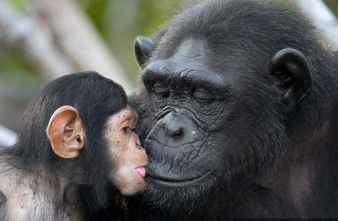 아기 오랑우탄이 엄마와 키스하는 사랑스러운 화면