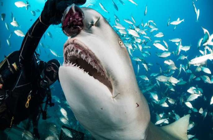 잠수원과 상어의 “친밀한 접촉”