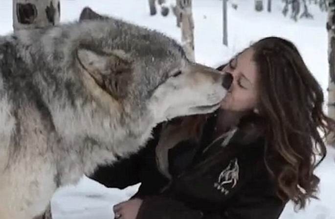 외국 미녀, 늑대와 ‘키스’하는 장면
