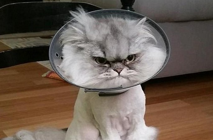 머리 씌우개를 씌워 “분노한 고양이” 마치 “외계인 고양이”같아
