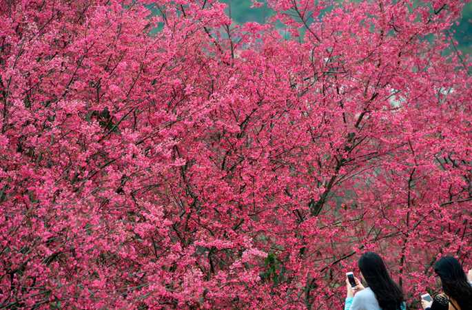광둥 사오관 벚꽃 만발, 이른 봄의 신호