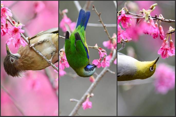 새들의 봄꽃 축제...벚꽃 향기에 취한 직박구리