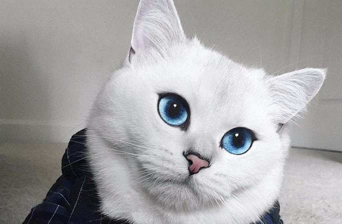 영국 잔털 고양이 인터넷서 인기 끌어, “세계 가장 아름다운 고양이”