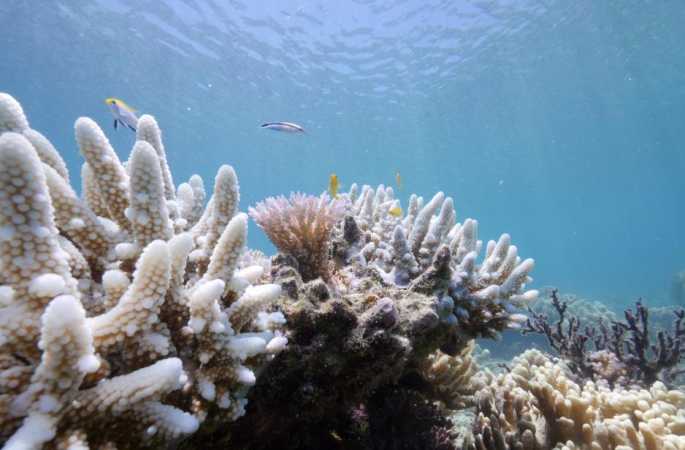 오스트레일리아 대보초 산호들이 백화현상이 나타나