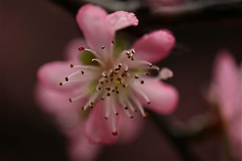 봄날의 복숭아꽃
