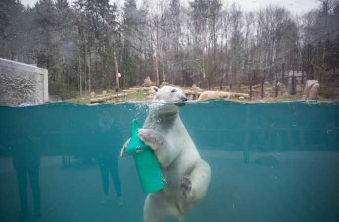 물속에서 장난치는 북극곰 너무 귀여워