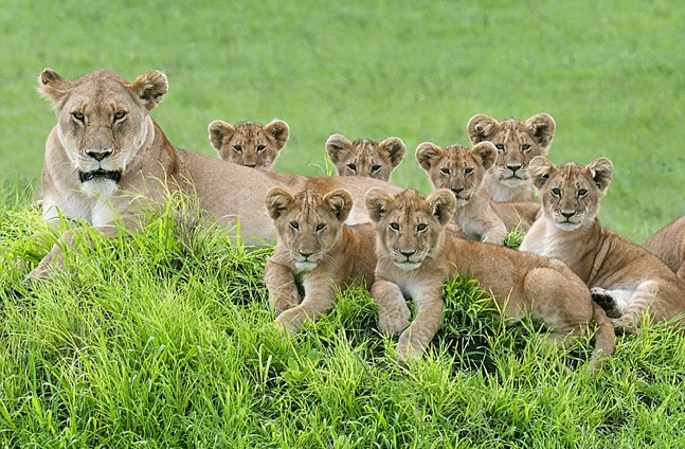 탄자니아 사자, 느낌 충만 가족 사진
