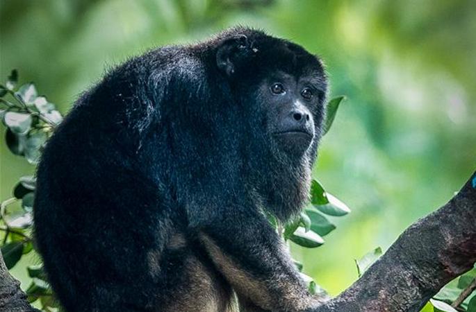 남아메리카주 원숭이 광저우서 선보여