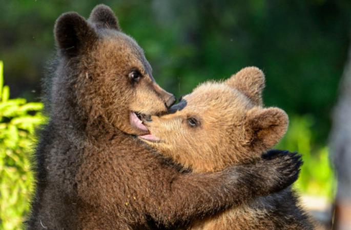 새끼 불곰 ‘사랑의 포옹’ 너무 귀여워