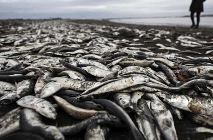 칠레 남부해역에 적조 발생...해양생물 집단폐사