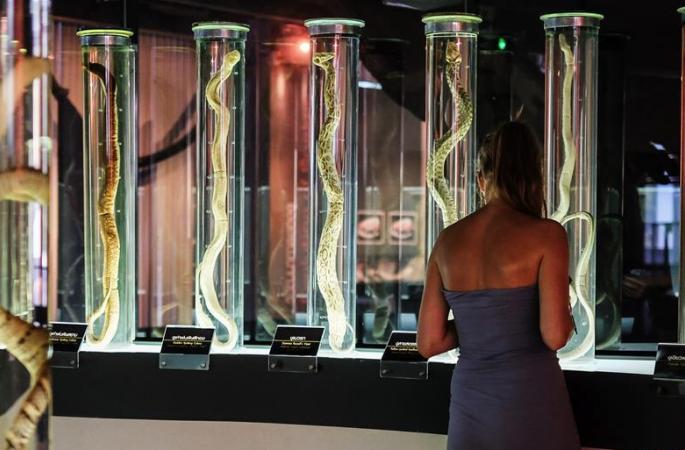 태국 방콕: 뱀 박물관을 찾아서