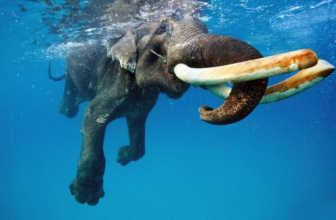 인도코끼리 수중 촬영