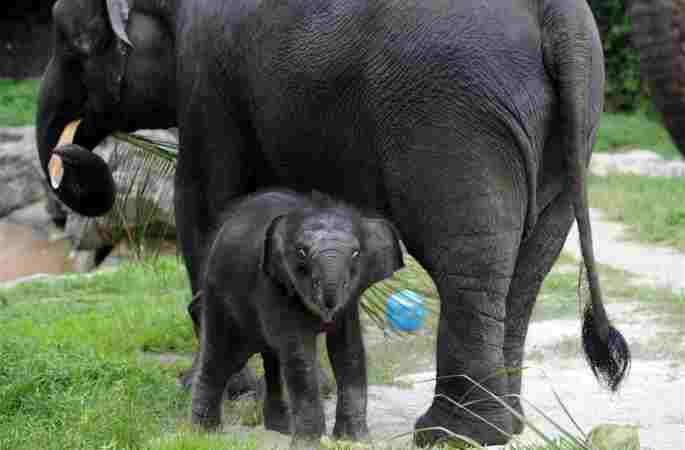 싱가포르 밤 사파리서 갓 태어난 새끼 코끼리 첫 등장
