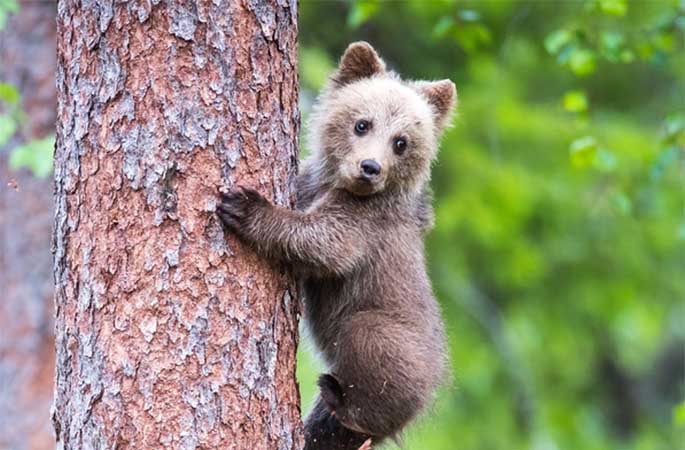 핀란드, 아기곰 나무 오르기 배우는 모습 사랑스러워