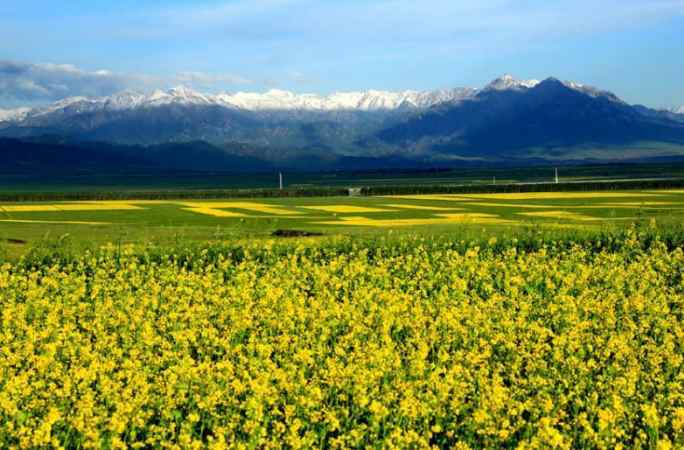 유화같은 中간쑤 치롄산 아래의 백화만발한 초원