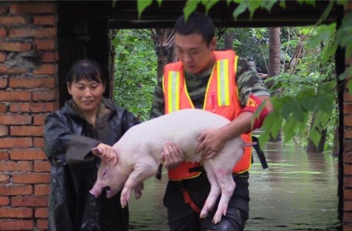후베이성 샤요간시, 홍수에 잠긴 양돈장서 소방관 살아있는 돼지 80마리를 구출