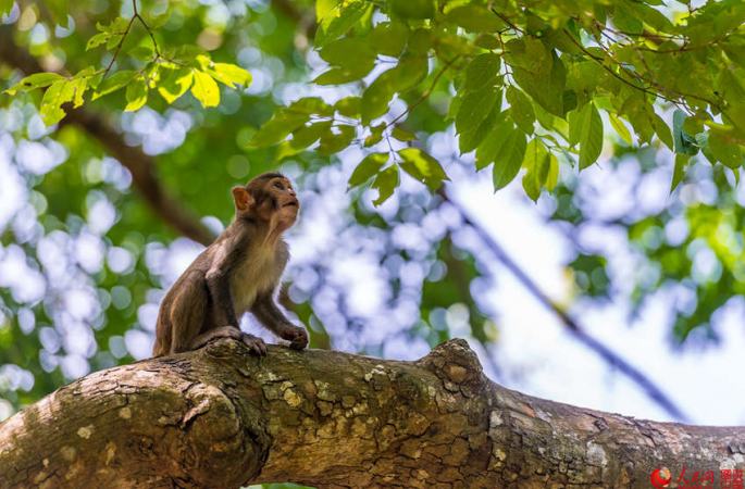 세계 유일의 붉은털원숭이 보호구역, 하이난 난완허우다오