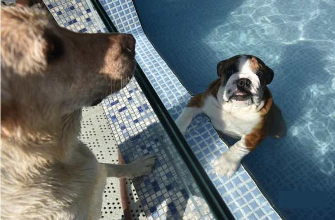 폭염에 반려동물 수영장 인기, 예약 줄이어