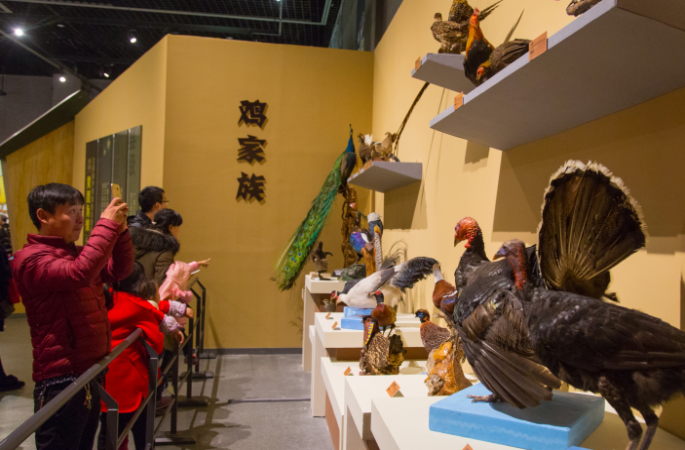 저장자연박물관서 닭전시회 개최