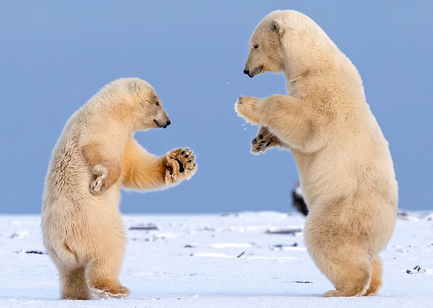 알래스카 북극곰의 왈츠 쇼