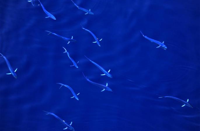 푸른 바다서 춤추는 만새기...남중국해의 봄