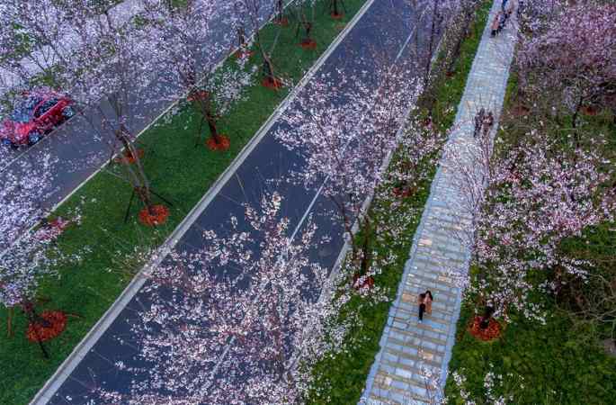(드론 촬영) 양저우 벚꽃길