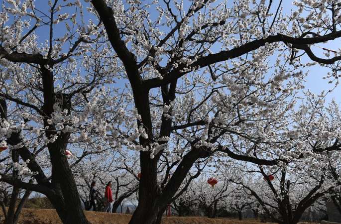 탕자오링 기슭에 살구꽃 만발