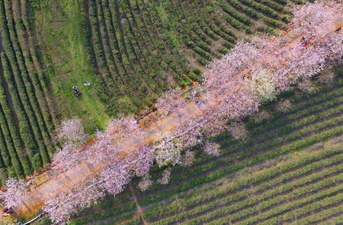 난창:만발한 벚꽃, 유람객 도취