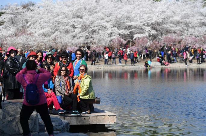 베이징 위위안탄: 벚꽃 만발, 관광객 맞아