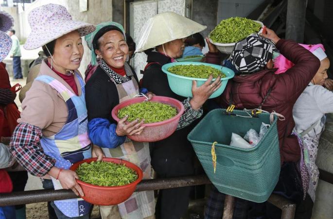 구이저우 안순: “명전차” 수확에 바빠