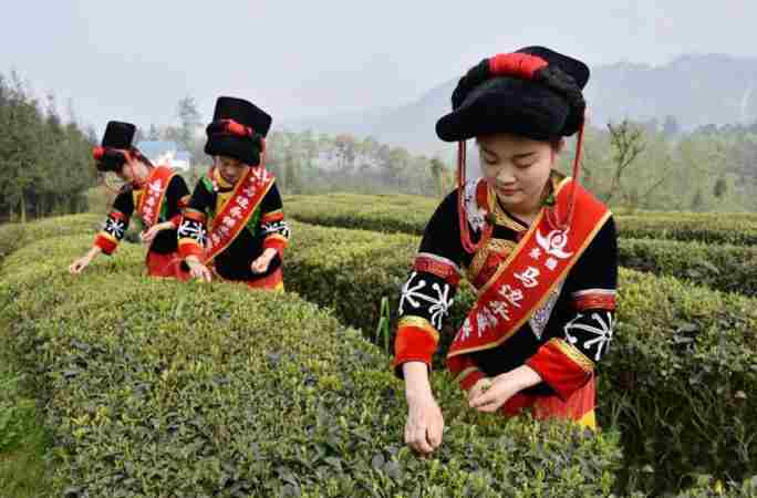 중국 쓰촨 마볜의 찻잎 따기 축제, 8만 농민의 ‘그린 뱅크’