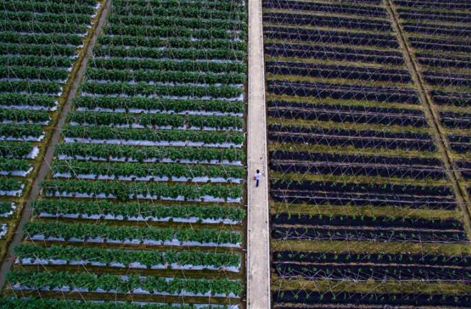 채소밭에서 장바구니로—홍콩에 공급하는 야채의 해외 진출 코스 탐방