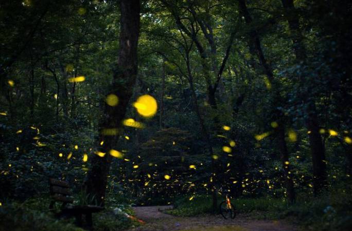난징 링구사, 여름밤 반딧불이의 춤…뭇별 방불
