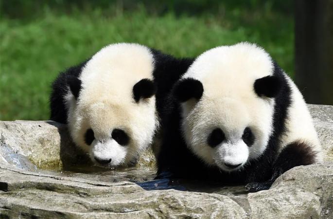 충칭 동물원 쌍둥이 판다 1살 생일파티 벌여