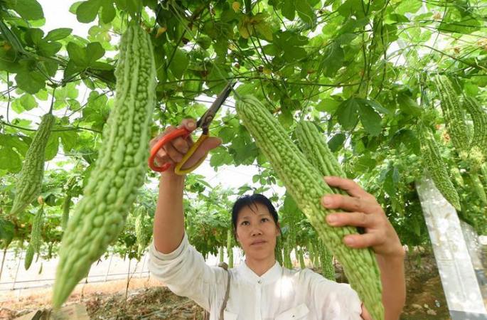 푸젠: 현대 고효률 농업으로 빈곤 퇴치