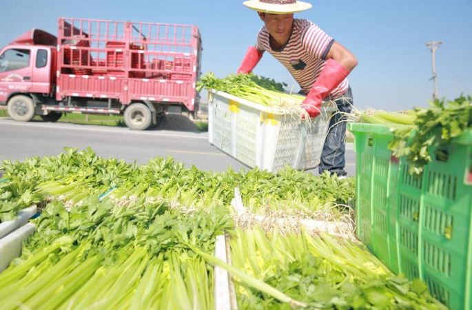 간쑤 딩시: 여름철 채소 수확에 바쁘다
