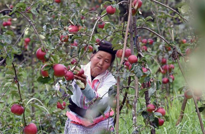 윈난 푸민, 과수재배로 농민들 치부의 길로 이끌어