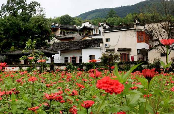 완난 타촨 옛 마을에 뽕나무 꽃과 후이파건축이 서로 어울려 그림같아