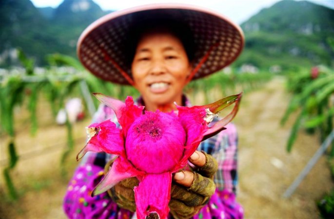광시 톈양: 훠룽궈 재배, 빈곤탈출 도와