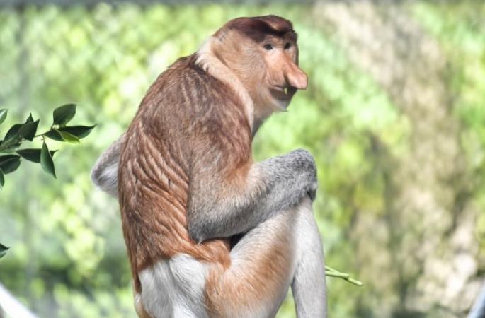 中 처음으로 멸종위기종 긴코원숭이 도입