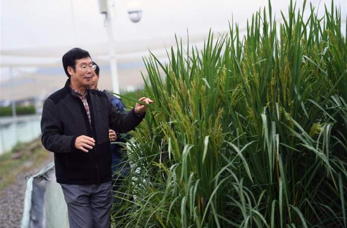 중국과학원, 고생산량 신품종 벼 개발…‘초대형 벼’ 높이 2.2m